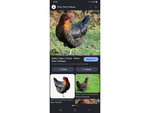 8 aylık tavuklar şuan her gün yumurtluyorlar