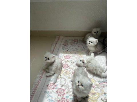 Silver dişi british longhair yavrular