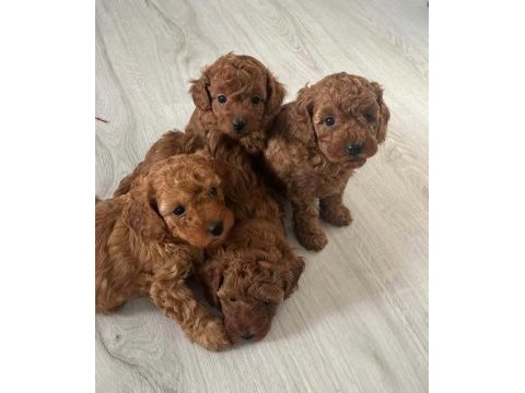 Teslime hazir orjinal toy poodle bebekler