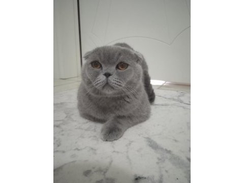 İsmi dorin cinsi scottish fold çok tatlı uysal