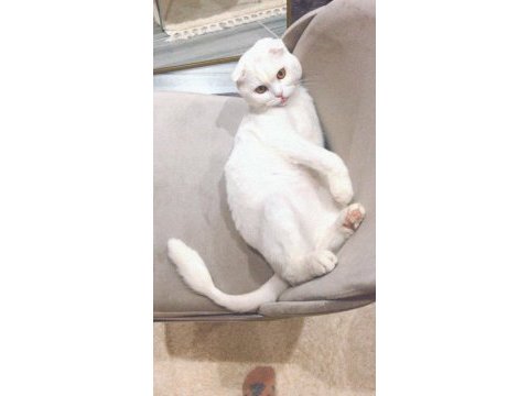 2 yaşında scottish fold oğlum
