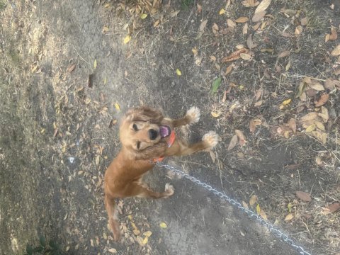 Dişi cocker köpeği