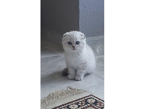 Scottish fold ve straight yavrular