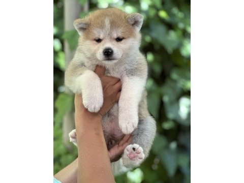 Safkan japon akita
