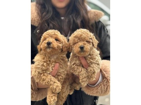 Şirin maltipoo yavrularımız