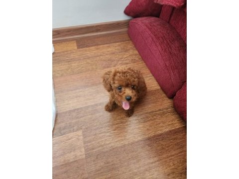 Poodle çikolata ya yuva