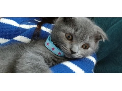 Yavru scottish fold