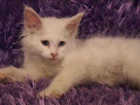 Maine coon yavrularımız