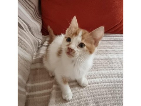 Büyük kediler tarafından dövülürken kurtarılan toby