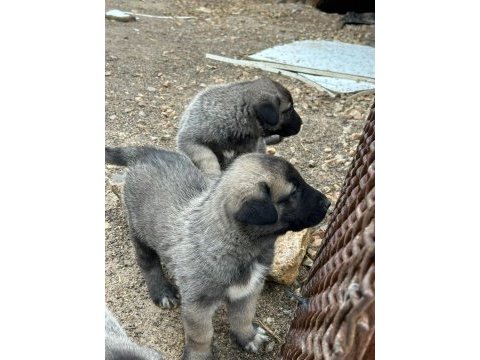 Harika safkan kangal yavrular