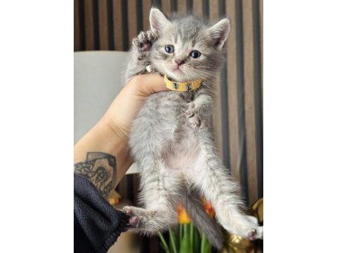 British shorthair blue golden yavrular