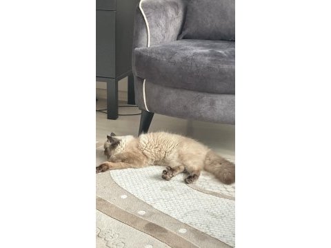 Baba iran anne himalayan cinsi dişi kedimiz
