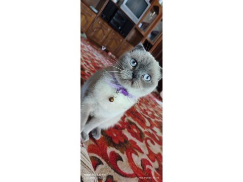 Sevimli scottish fold kedimiz pamuk