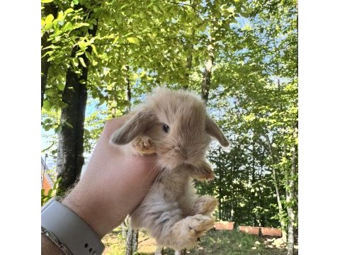 Hollanda teddy lop tavşan yavrular