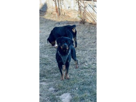 Erkek-dişi a şecereli safkan rottweiler