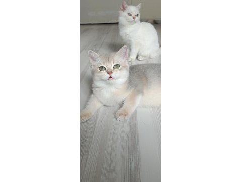 Bursa golden point british shorthair bebekler