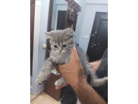 Scottish fold yavrular