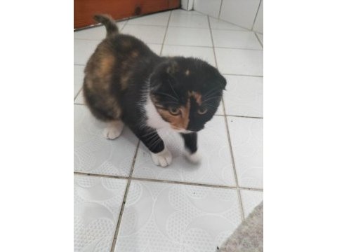 British shorthair kediler