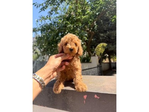 Poodle bebeklerim