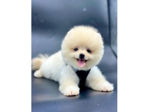 Türkiyenin en iyi a plus yavru pomeranian köpekleri