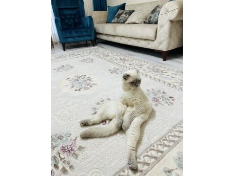 Scottish fold ömürlük yuvasını arıyoruz