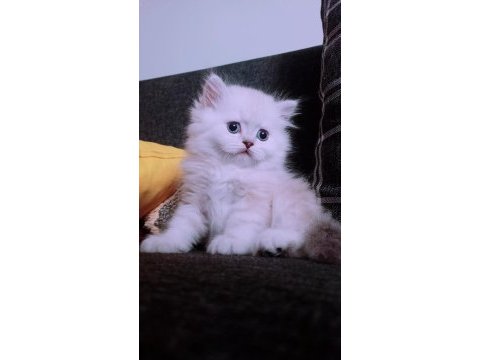 İstanbul içinde ulaşımını sağlıyorum british longhair