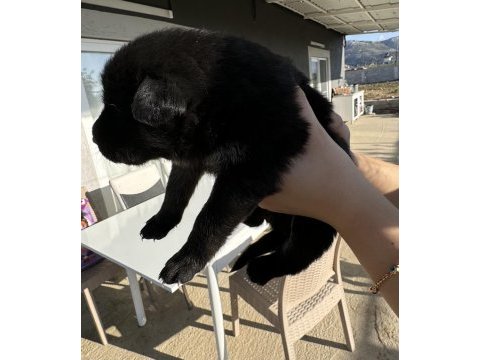 Alman kurdu yavrusu dişi