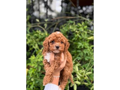 Teacup kore maltipoo yavruları