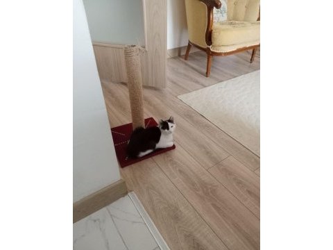 Tatlı mı tatlı kedimiz efe kendine yuva arıyor