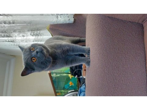 Sahibinden british shorthair kediler