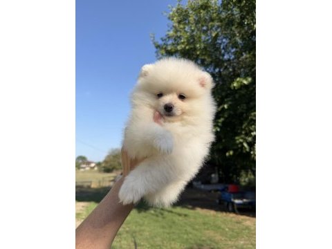 Pomeranian boo dişi karbeyaz