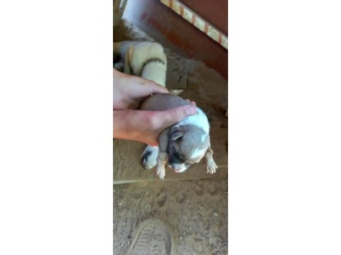 Anne baba küçük ırk fino köpeği yavruları