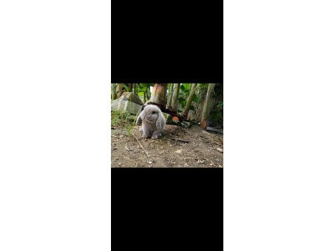 Mini lop tavşanı yavrularımız