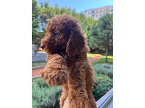 Toy poodle 2 erkek