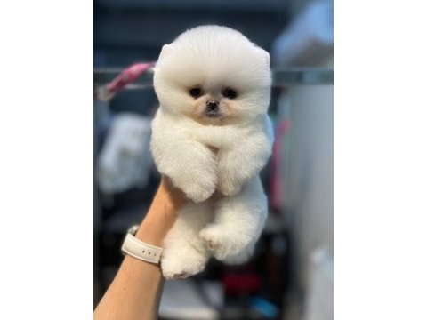 Pomeranian boo yavrularım