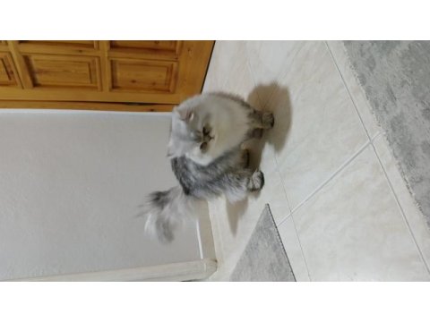 Chinchilla 8,5 aylık