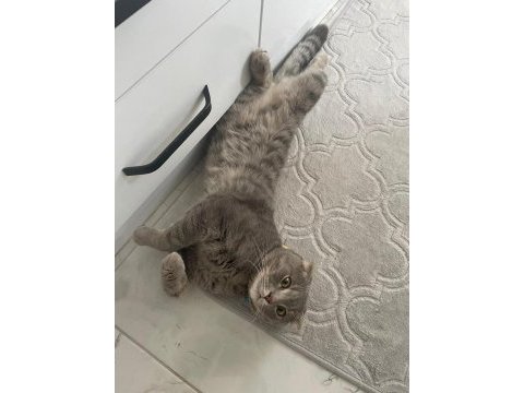 Akıllı ve insancıl kedimizi ücretsiz sahiplendiriyoruz