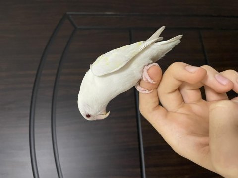 Yavru albino sevda papağanı