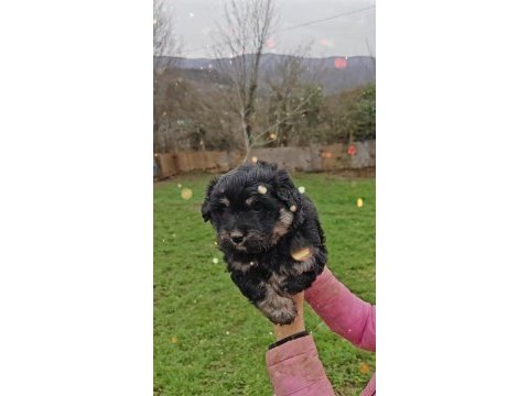 Maltipoo harika pofuduk yavrularımız
