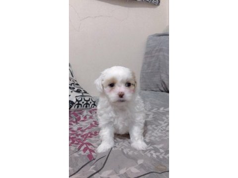 Maltese terrier