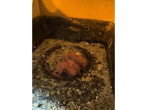 Renk renk muhabbet kuşları