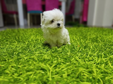 Kore maltese bebekler