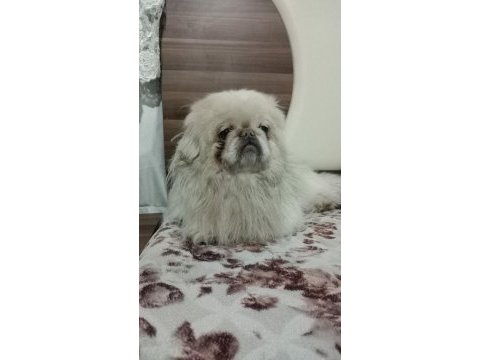 Nadir renk terrier