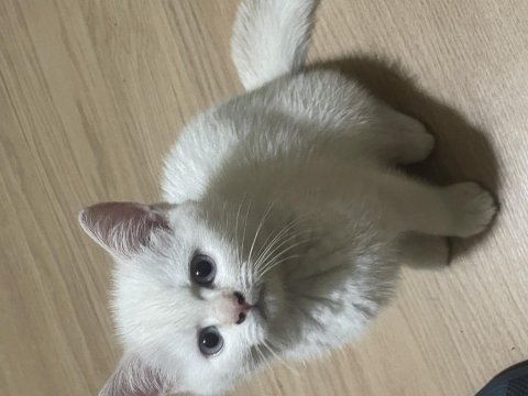 Çok tatlı british shorthair beyaz mavi gözlü