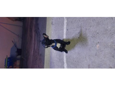 Güzel french bulldog oğlumuzun sahiplendireceğiz