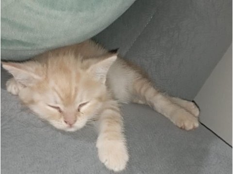 2 aylık erkek wc eğitimli british shorthair