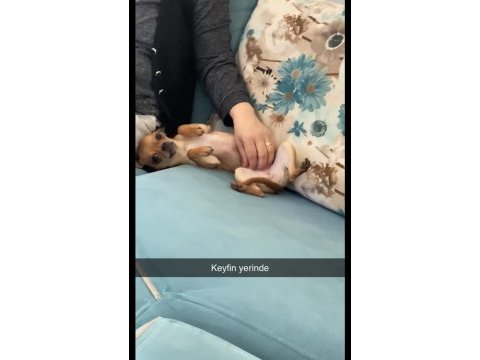 Eğitimli orijinal elma kafa şivava