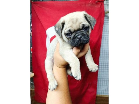 Yavru çok akıllı çok oyuncu aile çocuk dostu pug
