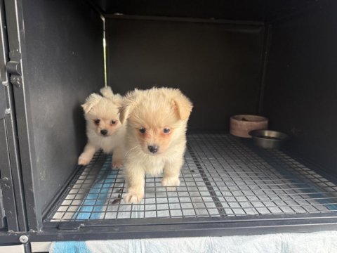 Pomeranian spitz 