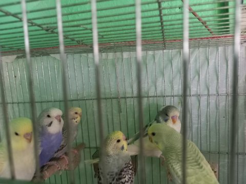 Yavru muhabbet kuşlarımız